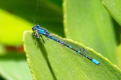 Enallagma carunculatum