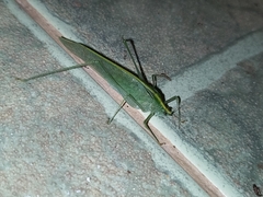 Anaulacomerina