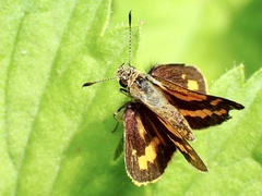 Ocybadistes walkeri sothis