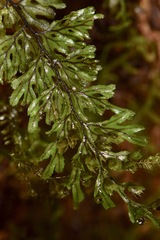 Hymenophyllales