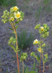 Potentilla gracilis