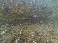 Austrocochlea porcata