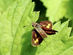 Ocybadistes walkeri sothis