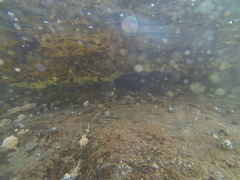 Austrocochlea porcata