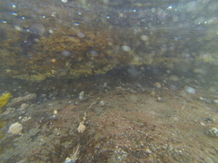 Austrocochlea porcata