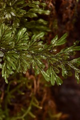 Hymenophyllales