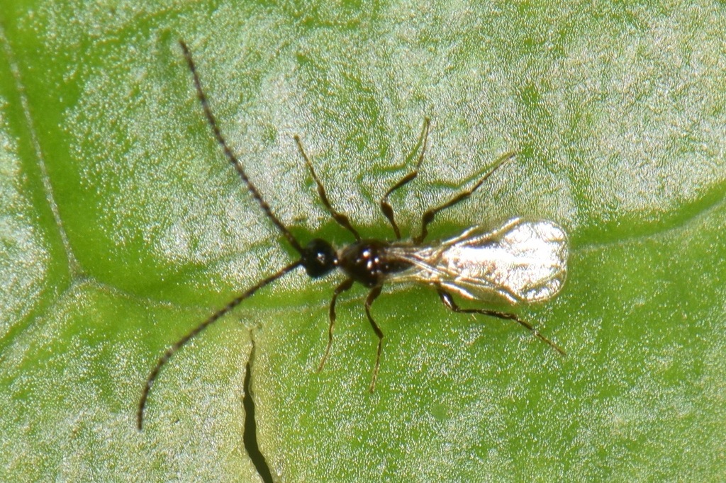 Leucopria