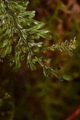 Hymenophyllales