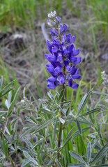 Lupinus