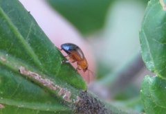 Nisotra bicolorata