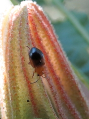 Nisotra bicolorata