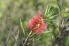 Melaleuca linearis