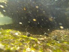 Austrocochlea porcata