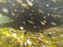 Austrocochlea porcata