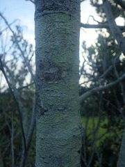 Pertusaria thiospoda