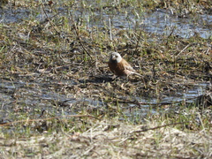 Leucosticte tephrocotis