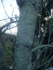 Pertusaria thiospoda