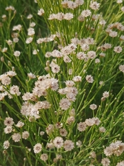 Baccharis