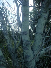 Pertusaria thiospoda