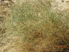 Funastrum