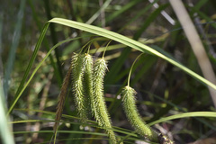 Carex fascicularis