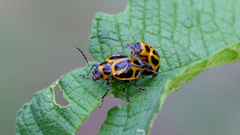 Endocephalus lineatus