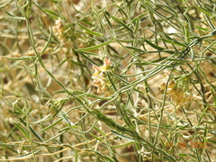 Funastrum