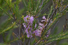 Melaleuca diosmatifolia