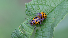 Endocephalus lineatus