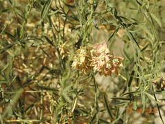 Funastrum