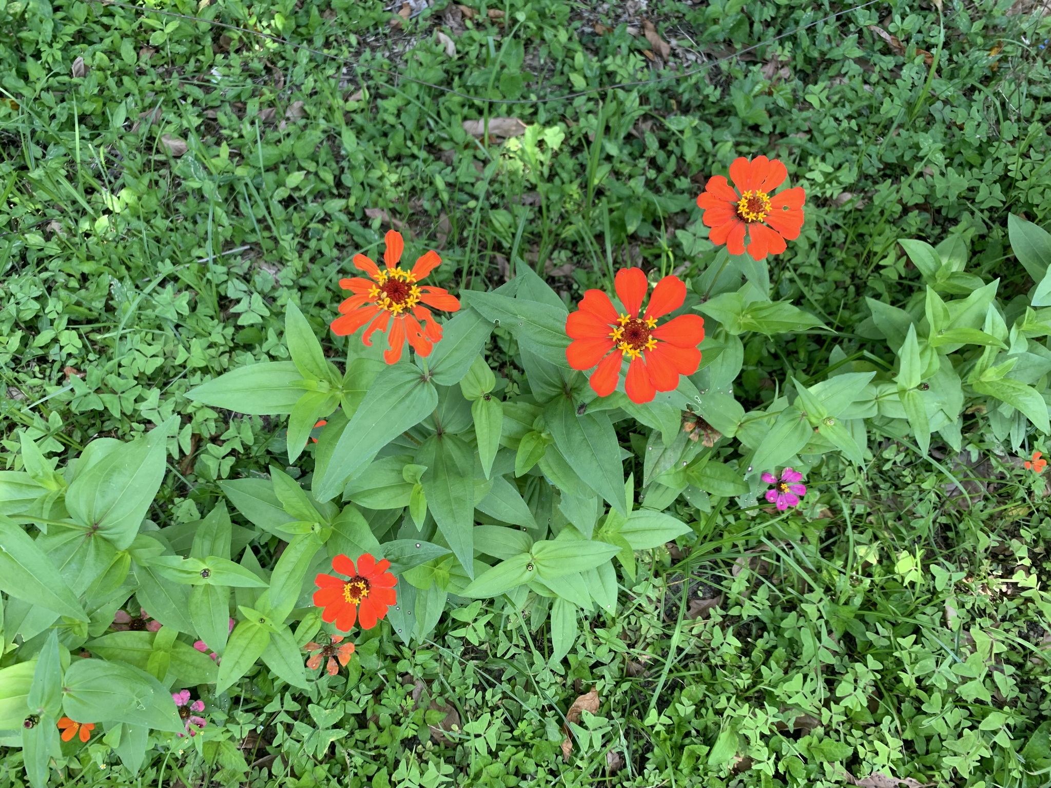 Zinnia elegans