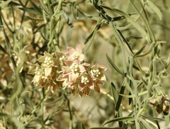 Funastrum
