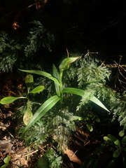 Pterostylis banksii