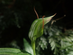 Pterostylis banksii