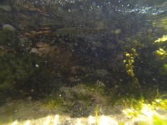 Cellana tramoserica