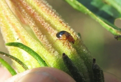 Nisotra bicolorata