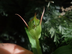 Pterostylis banksii