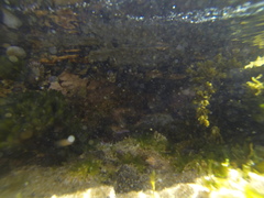 Cellana tramoserica