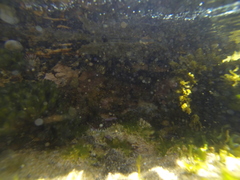 Cellana tramoserica