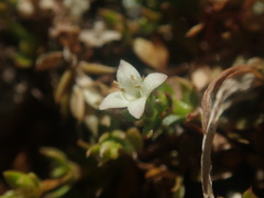 Galium perpusillum
