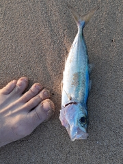 Decapterus macarellus