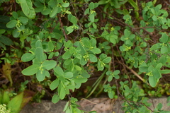 Wikstroemia indica