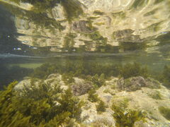 Corallina officinalis