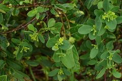 Wikstroemia indica