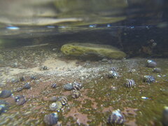 Austrocochlea porcata