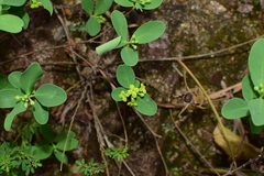 Wikstroemia indica