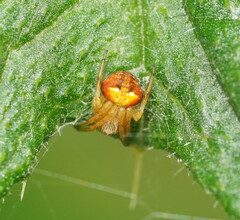 Araneus albotriangulus