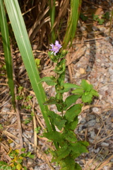 Aster turbinatus