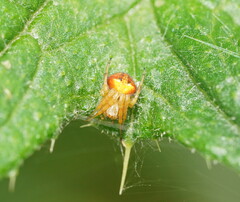 Araneus albotriangulus