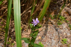 Aster turbinatus